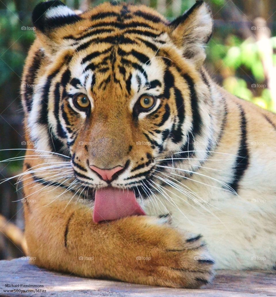 Tiger 