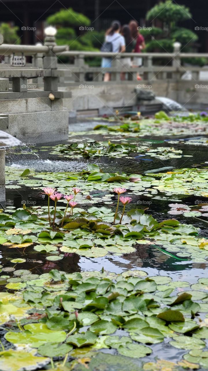 Lotus Pond with Pink Lotus at Chi Lin Nunnery Hong Kong