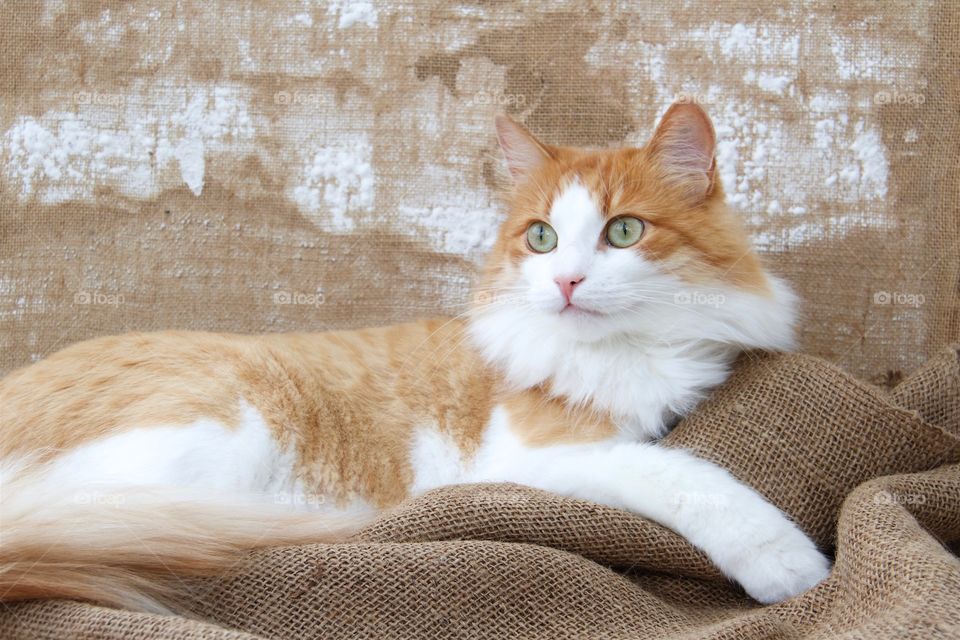 Norwegian forest cat sitting on sack