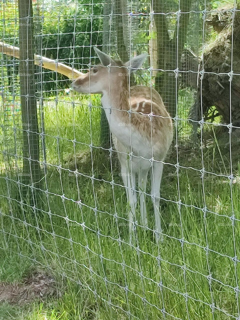 biche , Bambi , forêt , cerf , Brun et blanc