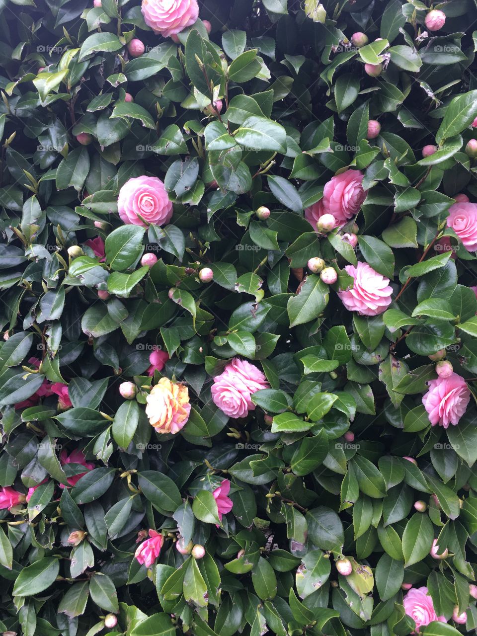 Flower, Garden, Flora, Leaf, Rose