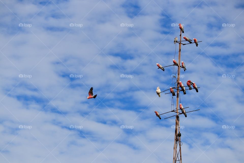 Pink galah flock of parrots on large high antenna wire set against a blue and white cloud sky