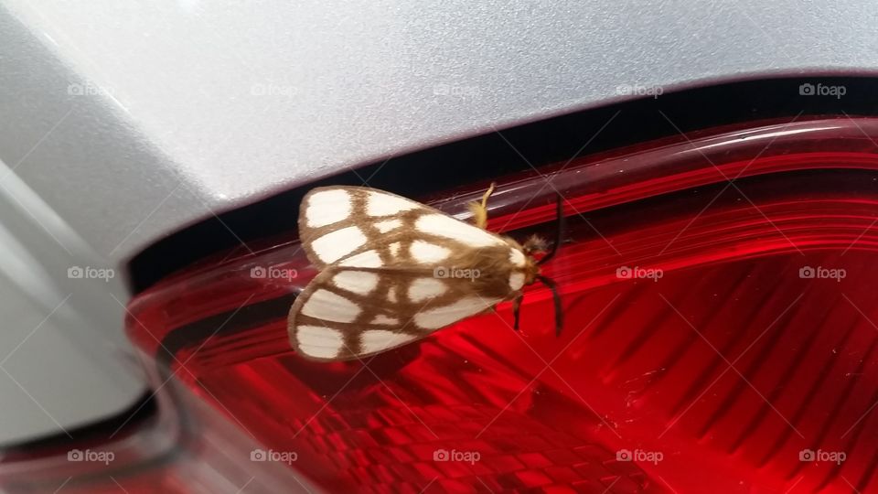 Moth on tail lamp
