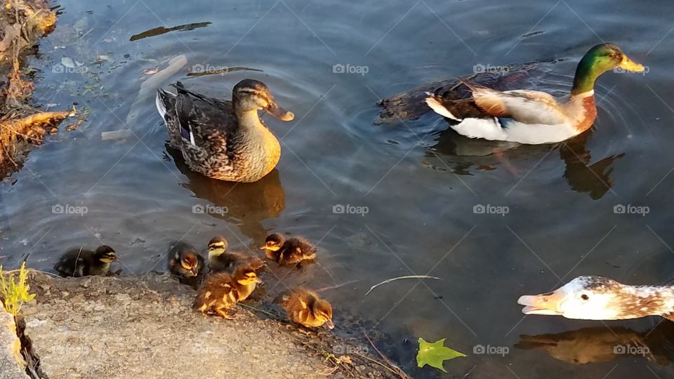 Ducklings in danger