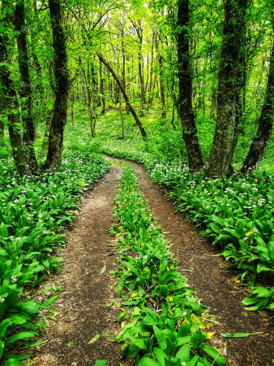 Forest day outdoor nature greens wild forest greens sky clouds moody