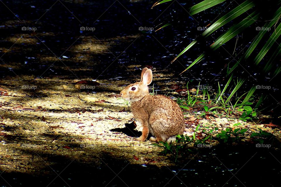 Urban rabbit.