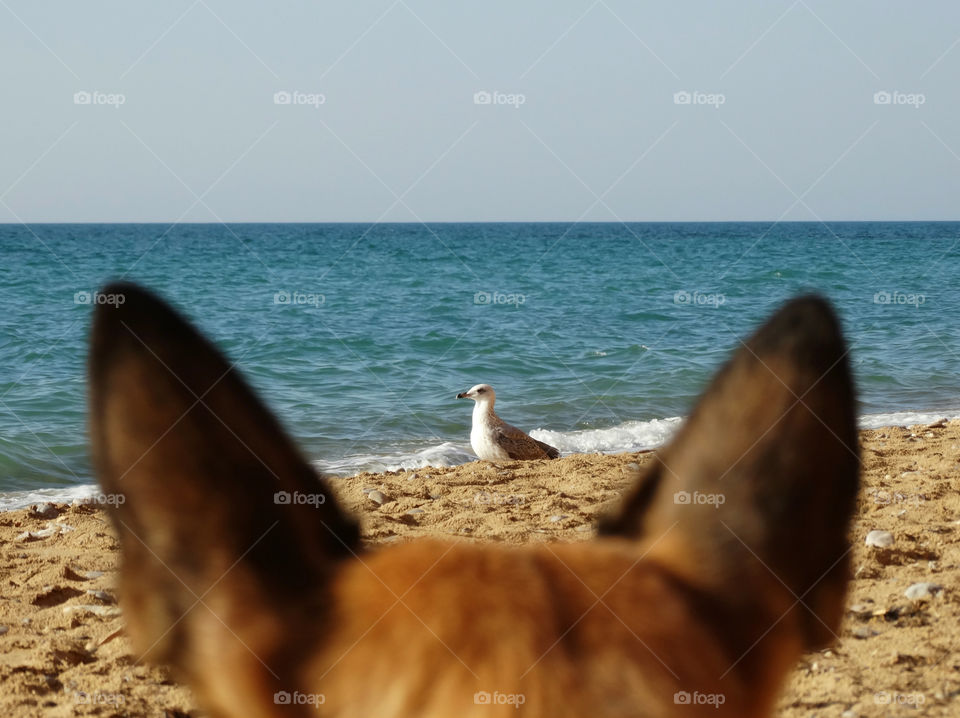 Belgian shepherd malinois dog and Sea