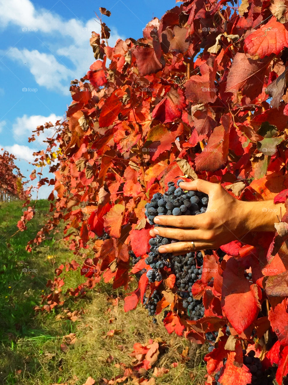 Love for autumn fruits