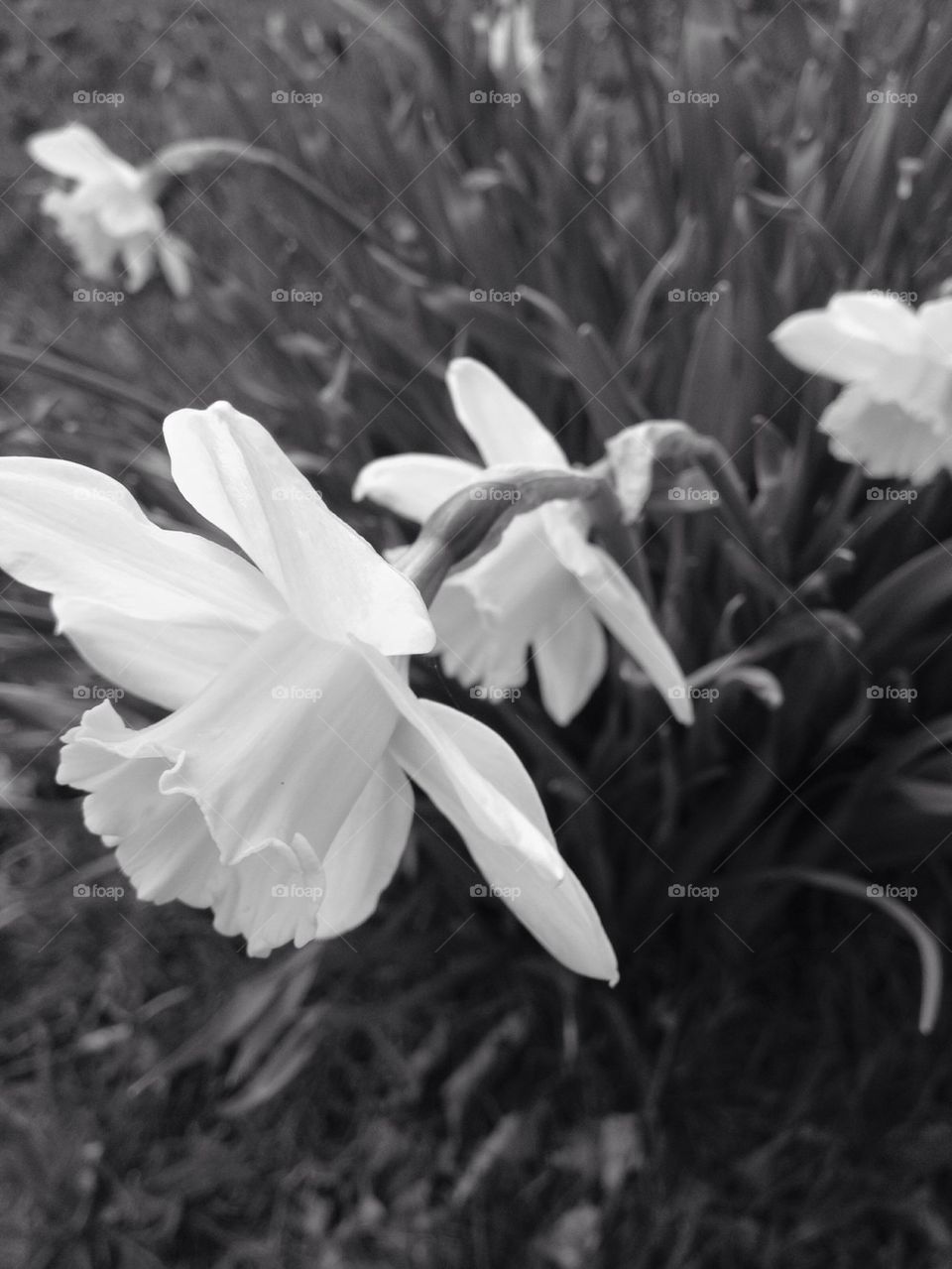Black and white flowers