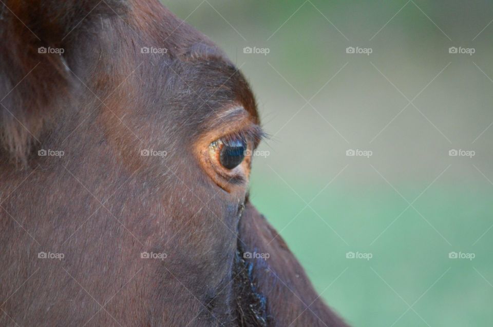 Shorthorn cow closeup. 