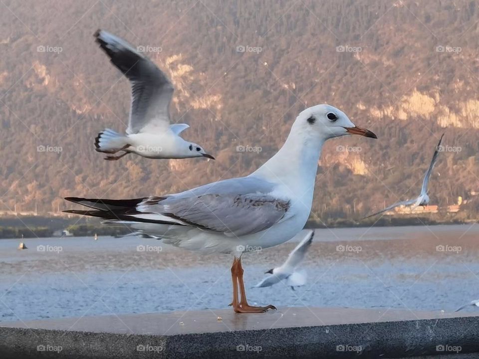 Beautiful Seagulls 