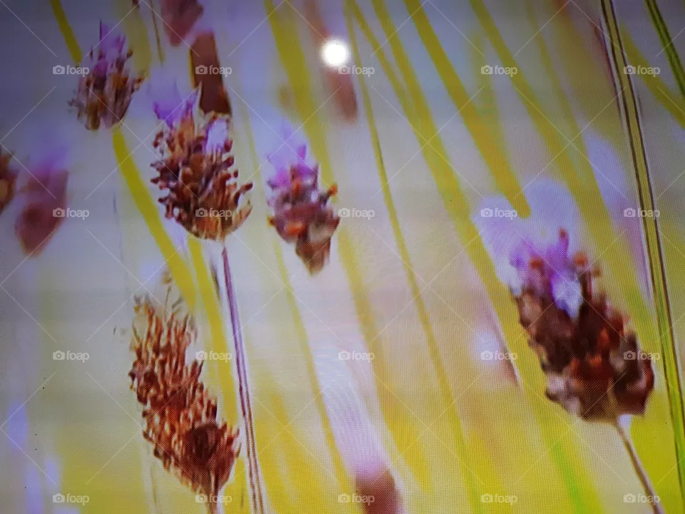 Flor