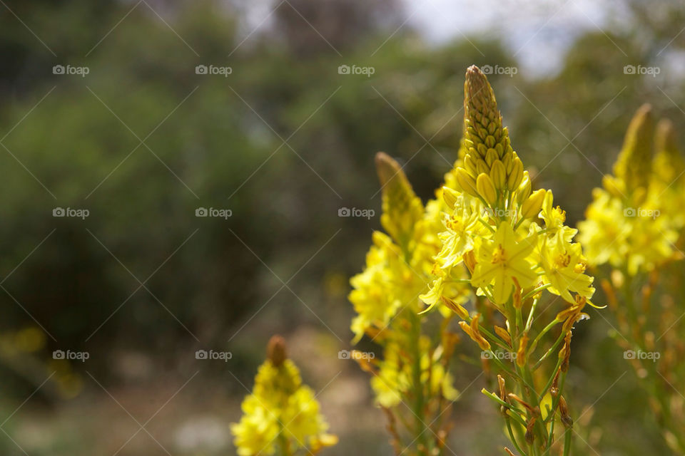 yellow flower australia australian by splicanka