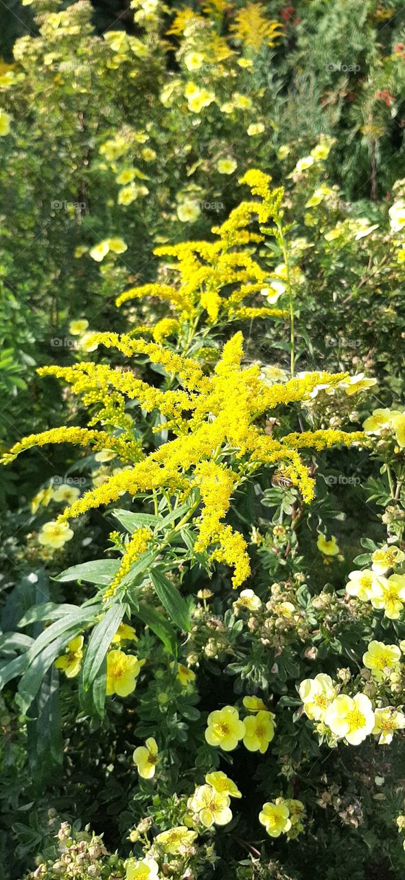 Солнечный  день