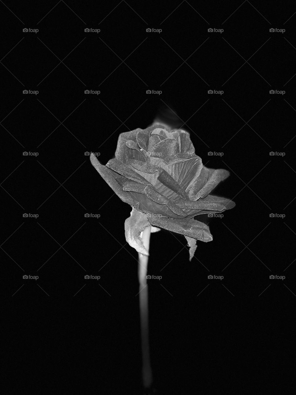 BLACK ROSE FLOWER.                                              Even a white rose have a black shadow 