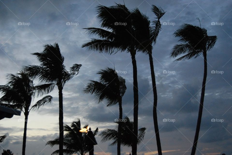 Palm trees in wind