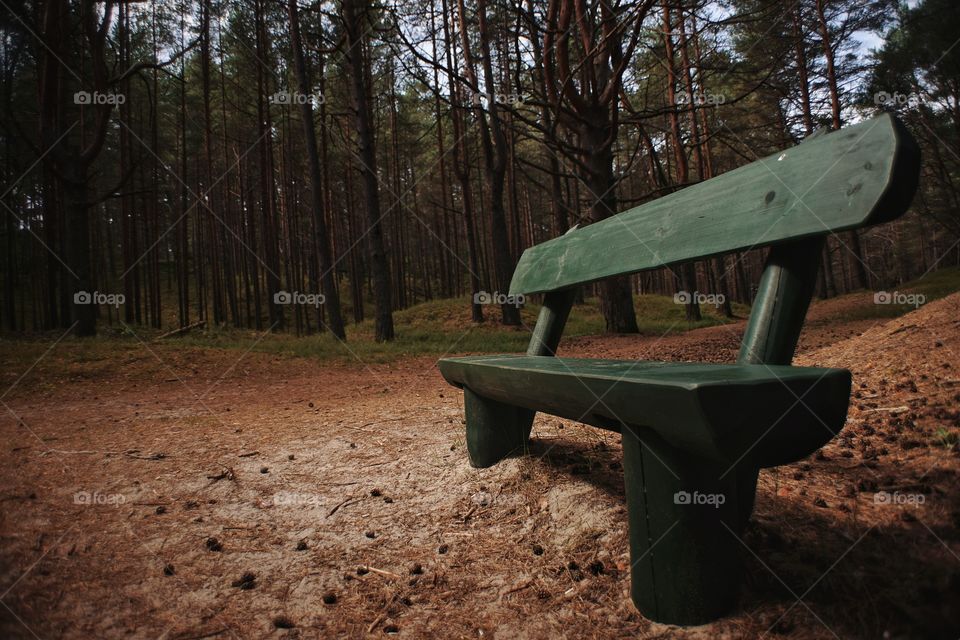 bench in the forest