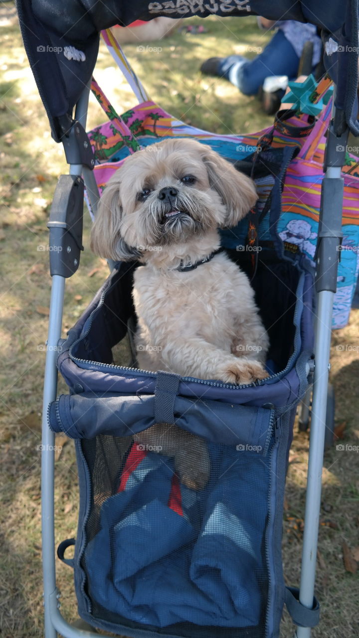 Bandit, the Shihtzu enjoying a leisurely stroll in the pet stroller at the park.