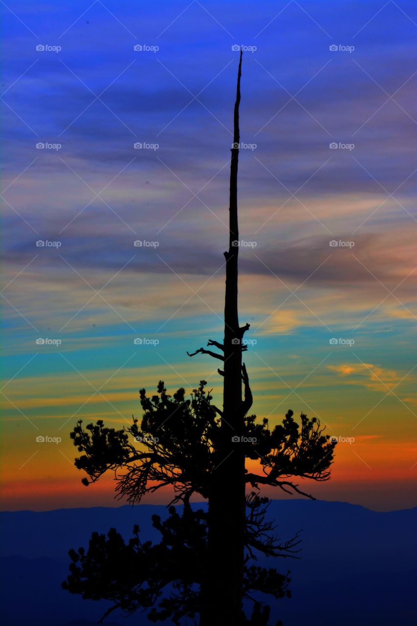 Sunset Tree
