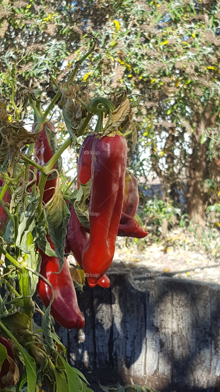 red chili on the vine