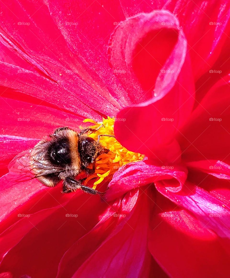 Red flower and bee
