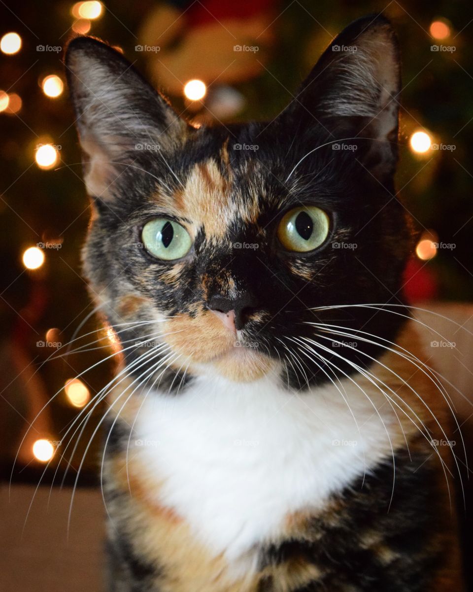 Enjoying The Christmas tree lights and posing for a nice picture! This silly girl loves Christmas time!