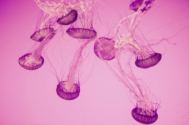 Pink Jelly at ripley's aquarium