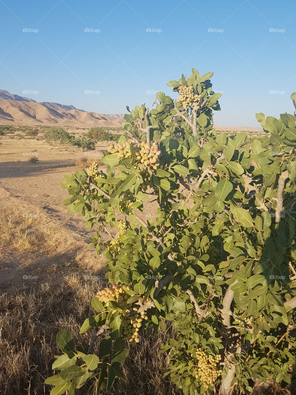 pistachio tree Tunisia