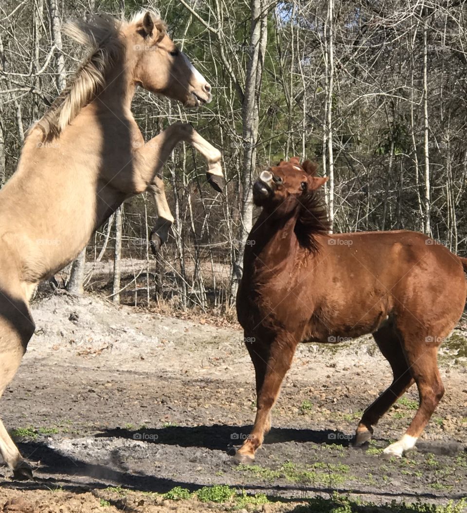 Wrangler the palomino trying to dominate his older buddy Harley 