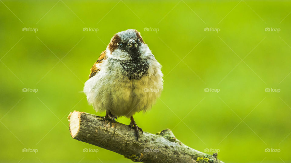 Bird, Wildlife, Nature, Animal, Avian