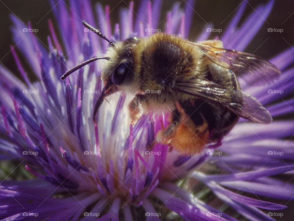 bee