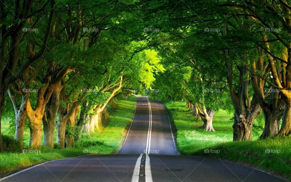 Road amidst nature