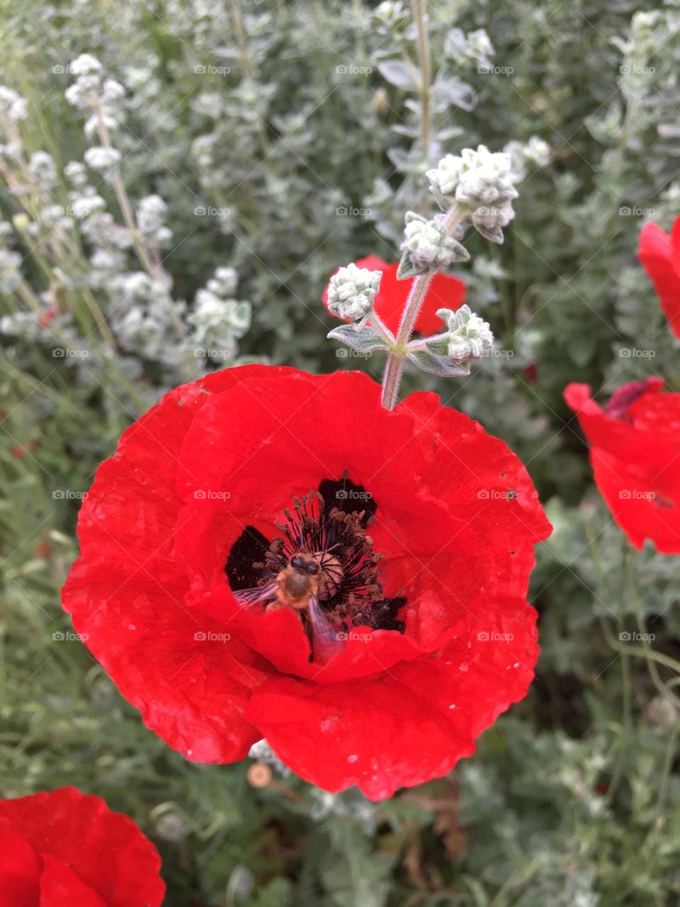 Poppy red flower with a bee inside