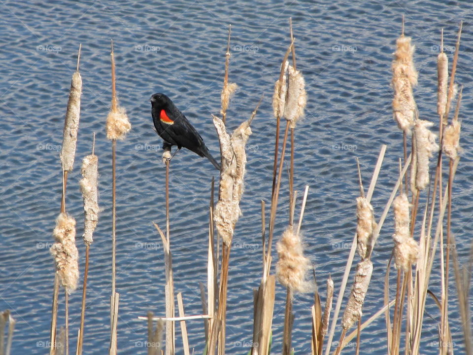 Red-winged Blackbird perched amongst Cattails