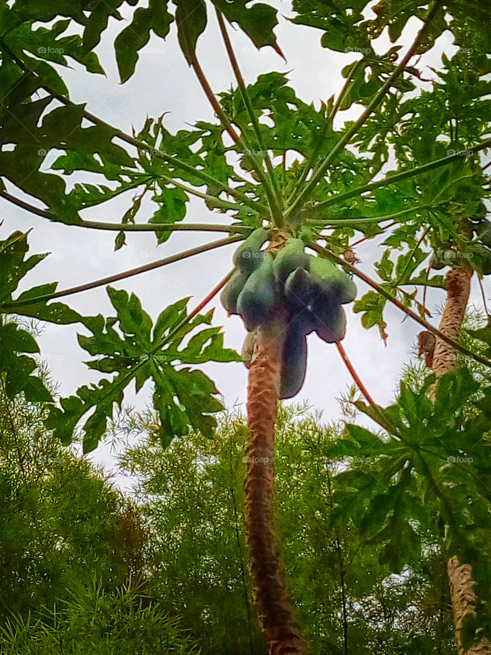 papaya,tree,sky