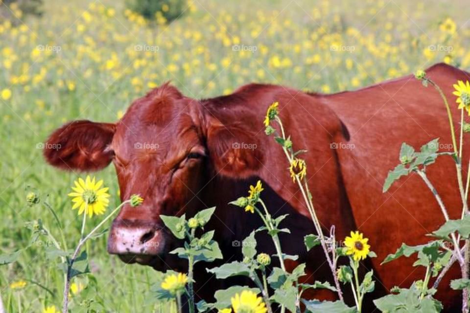 A Cow In Flowers