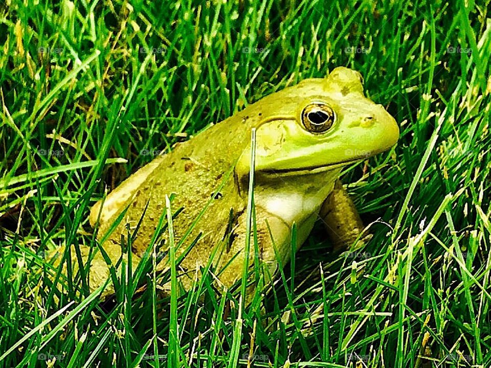 American bullfrog—taken in Dyer, Indiana 