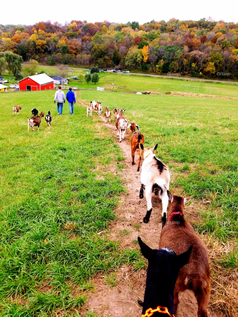 goats on hill