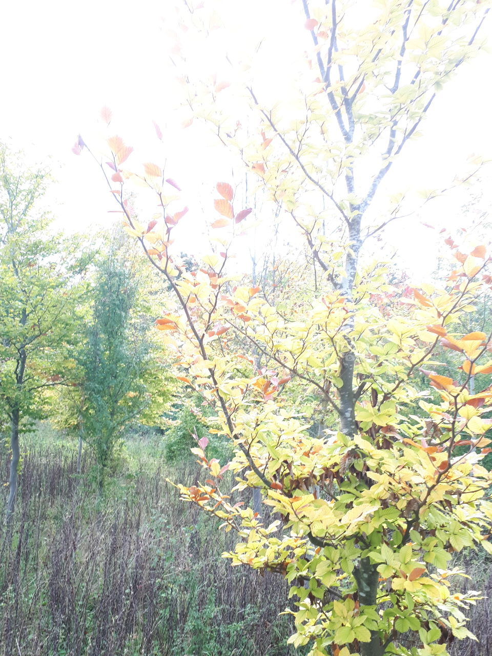 Tree, Leaf, Nature, Wood, Season