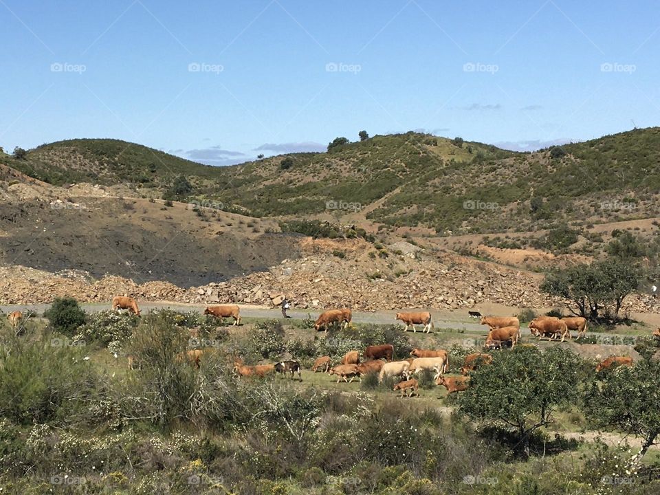 Herd of cows enjoying springtime grass