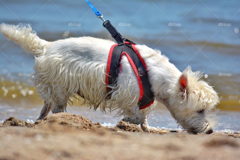 Westie at the beach