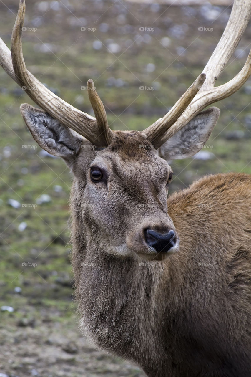 Red deer