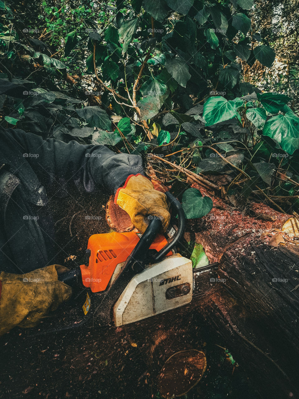 chopping wood from the forest