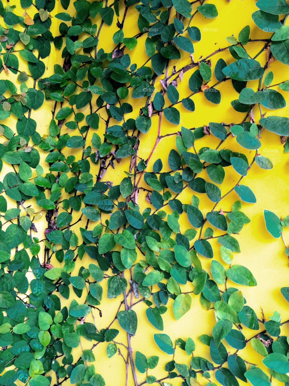 Growing On Sunshine . Green leaves and vines blanketing a yellow wall.