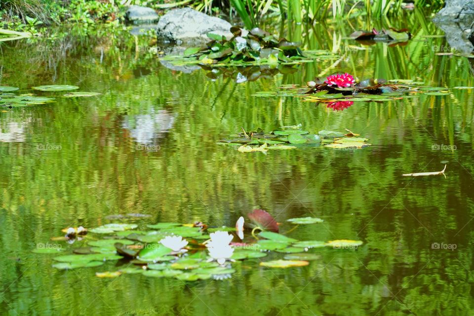 Reflecting Waters Of Garden Lily Pond