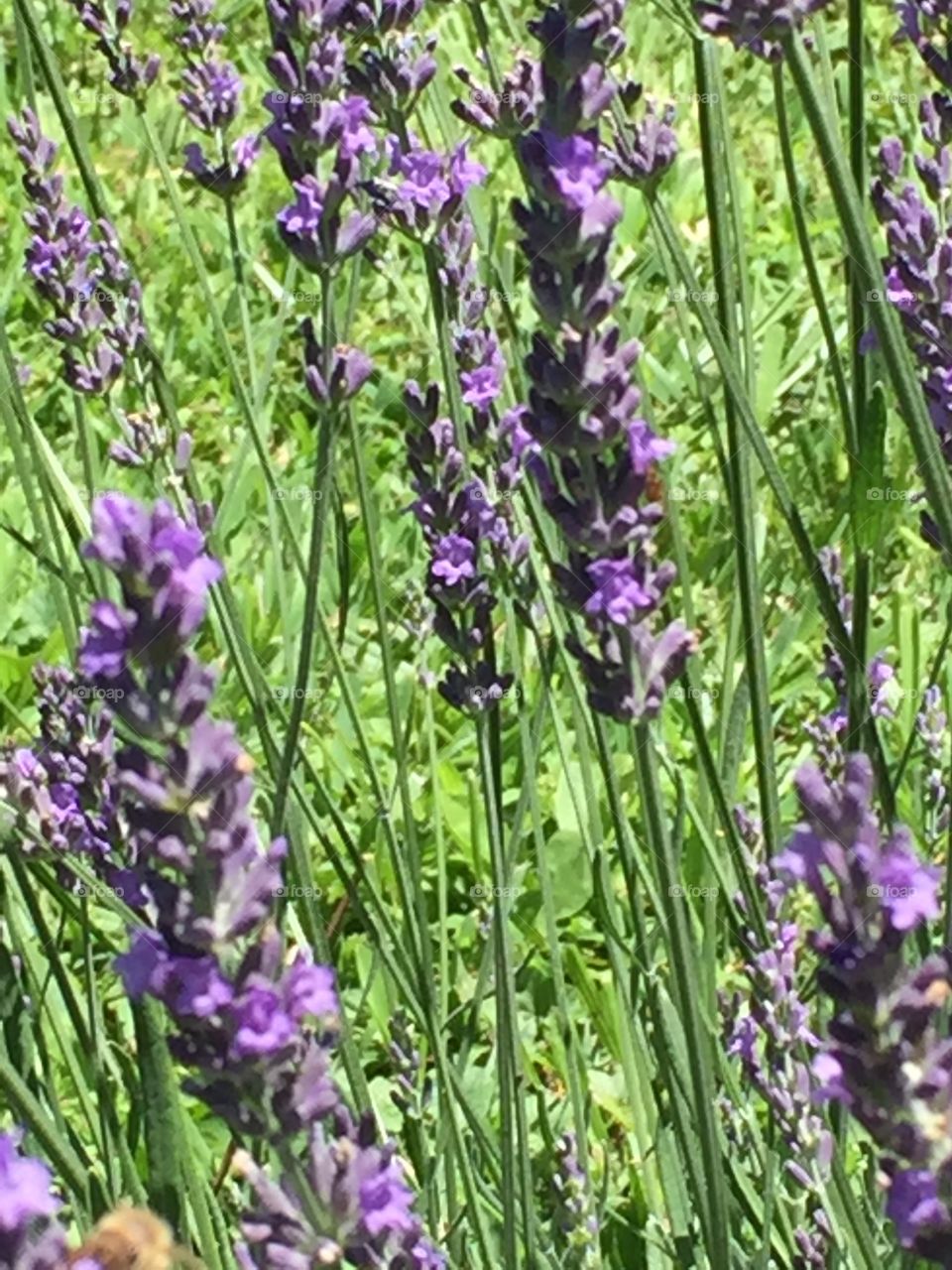 Lavender in bloom
