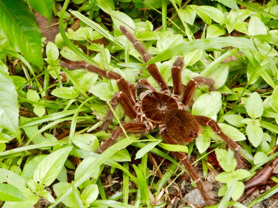 French guyana, big spider on the way