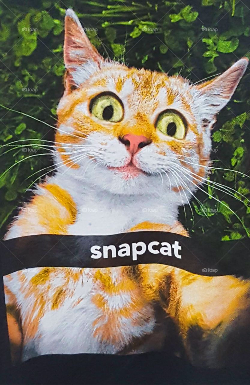 snap cat