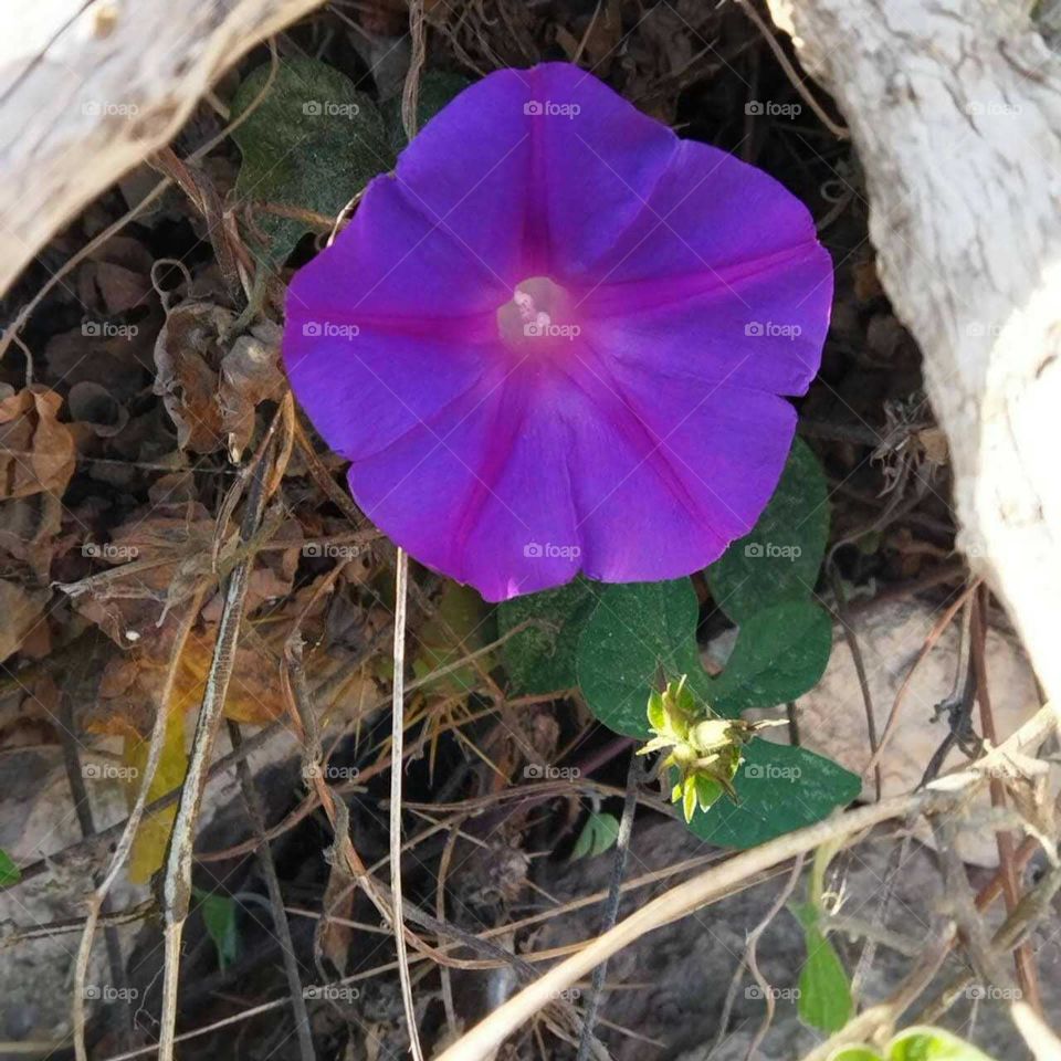 Beautiful violet flower.