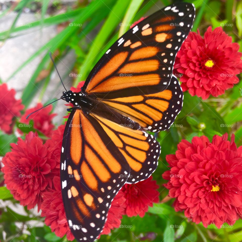 Butterflies,insects 